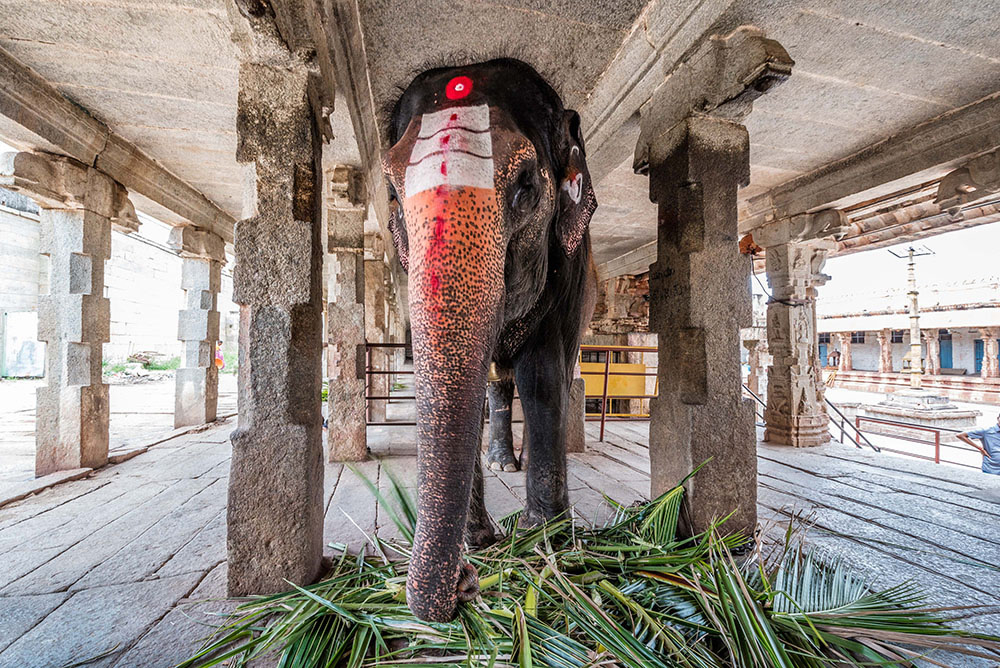 Lakshmi, Veerupaksha Temple Elephant